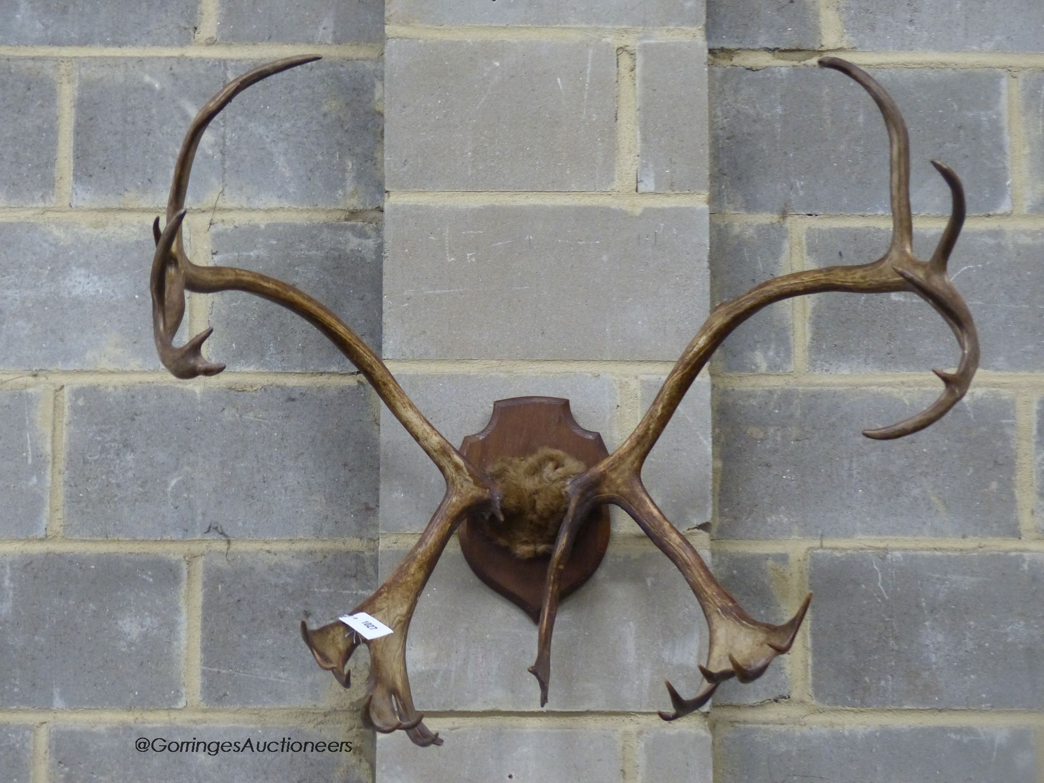 A pair of caribou horns on oak shield plaque, width 87cm, height 77cm
